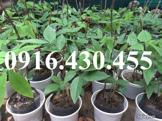 Cây giống muồng hoàng yến